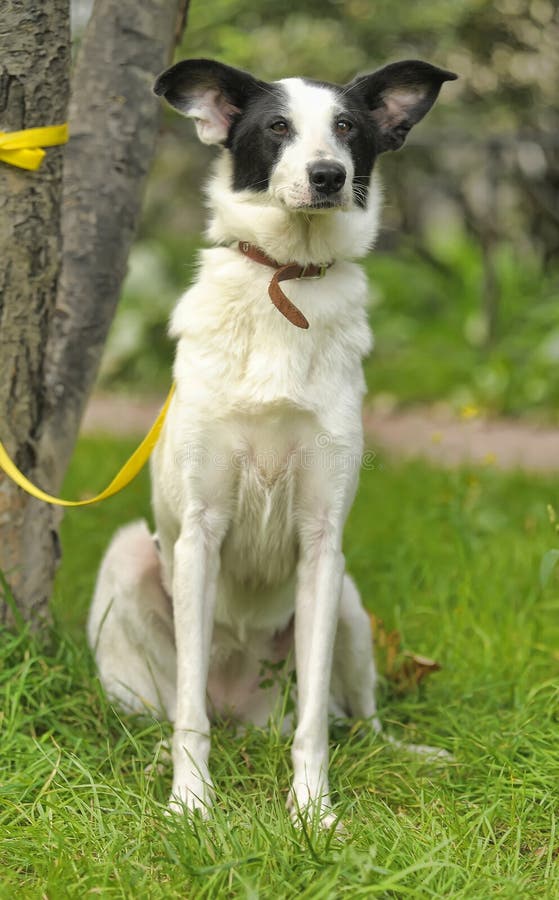 White dog with black spots stock photo. Image of half 33825730