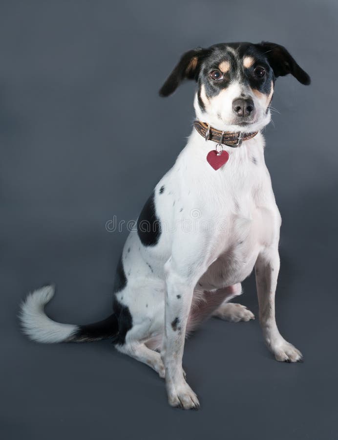 White Dog with Black Spots Sitting on Black Stock Photo Image of