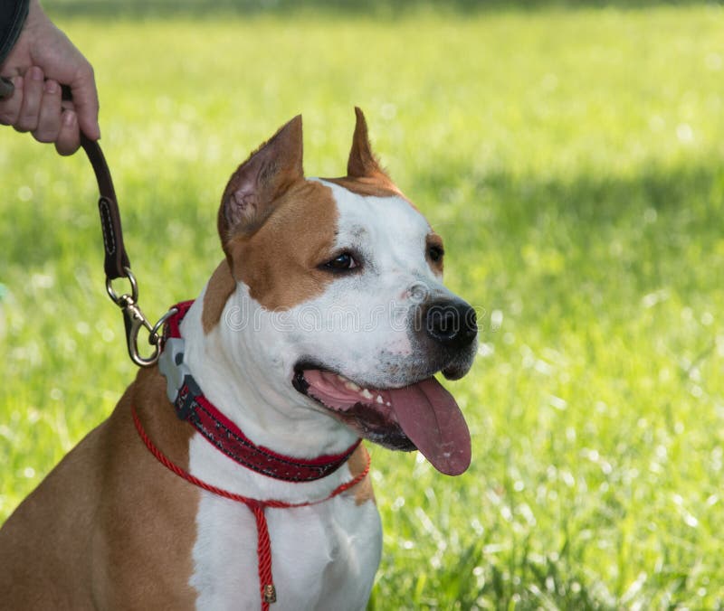 Albums 101+ Images medium-sized white dog with brown spots Stunning