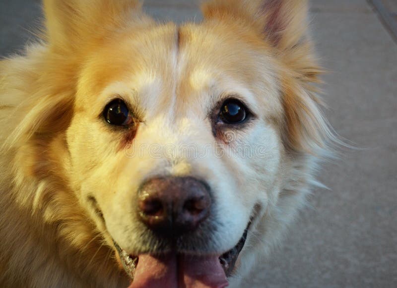 White Dog stock image. Image of ground, canine, time 85393469