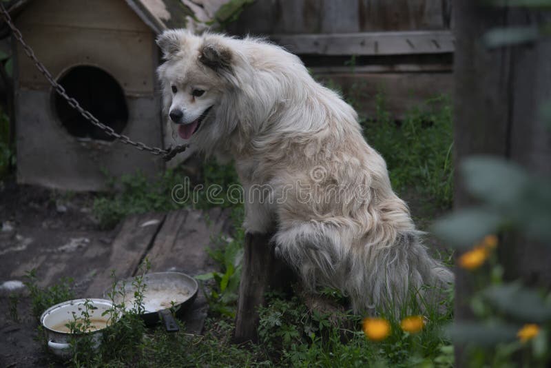 White Dog on a Chain Dog Guarding the House. Stock Image Image of