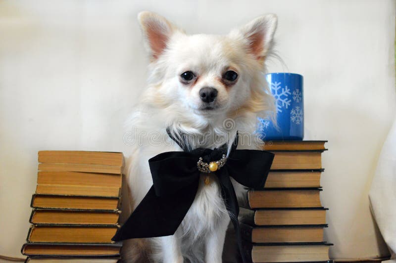 White dog chihuahua breed with books. White dog chihuahua breed with book. There is a cup on the books. small white dog with long hair. On the neck of the dog royalty free stock photos White dog chihuahua breed with books. White dog chihuahua breed with book. There is a cup on the books. small white dog with long hair. On the neck of the dog royalty free stock photos