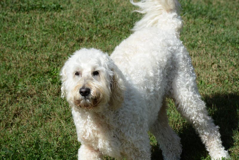 White dog stock image. Image of large, labradoodle, canine 60459453