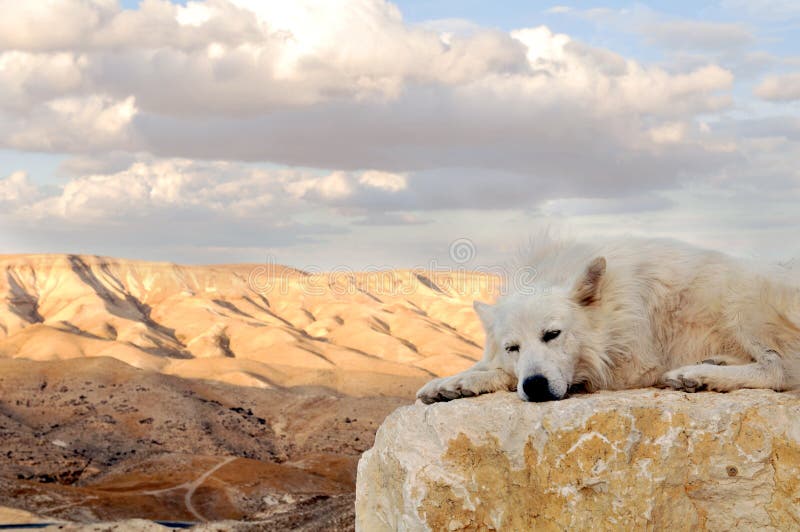 White dog in desert