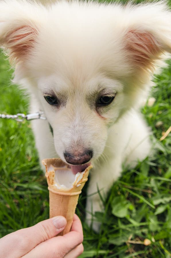 574 Dog Eating Ice Cream Stock Photos Free & RoyaltyFree Stock