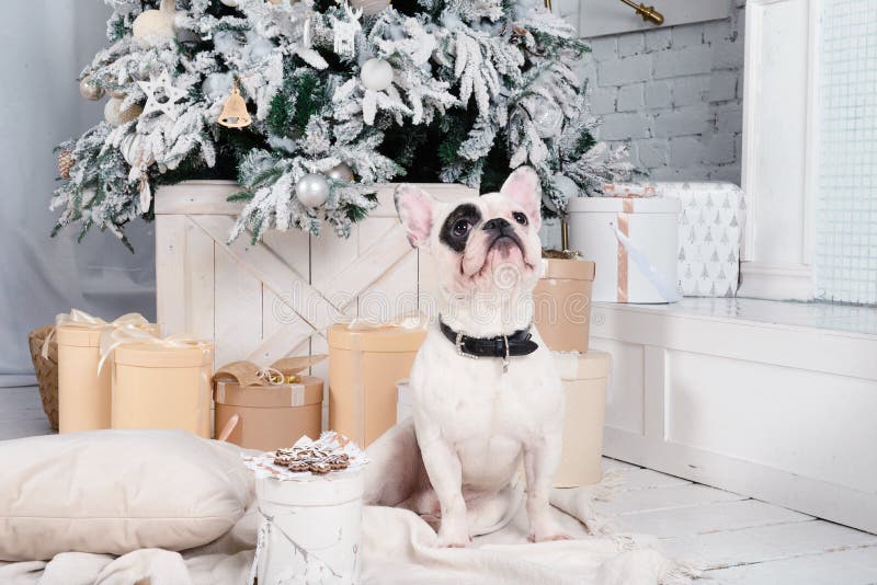 White Dog French Bulldog among Gift Boxes Near the Christmas Tree, Pet ...