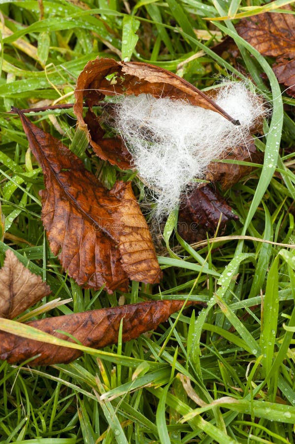 White Dog Fur on Green Grass Stock Image Image of leaf, hair 64843711