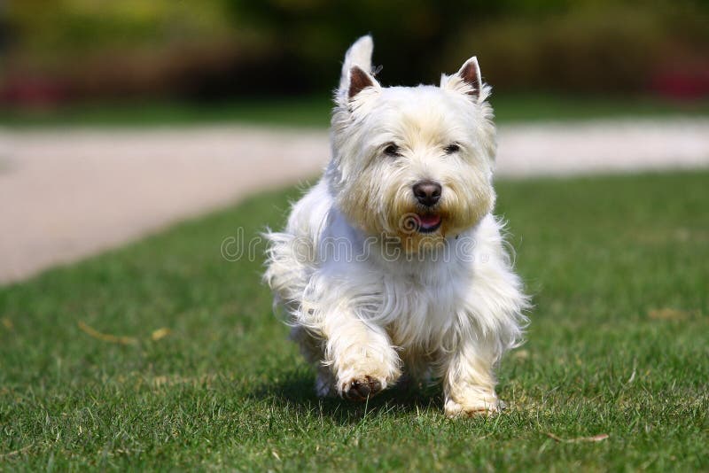 White dog in green grass