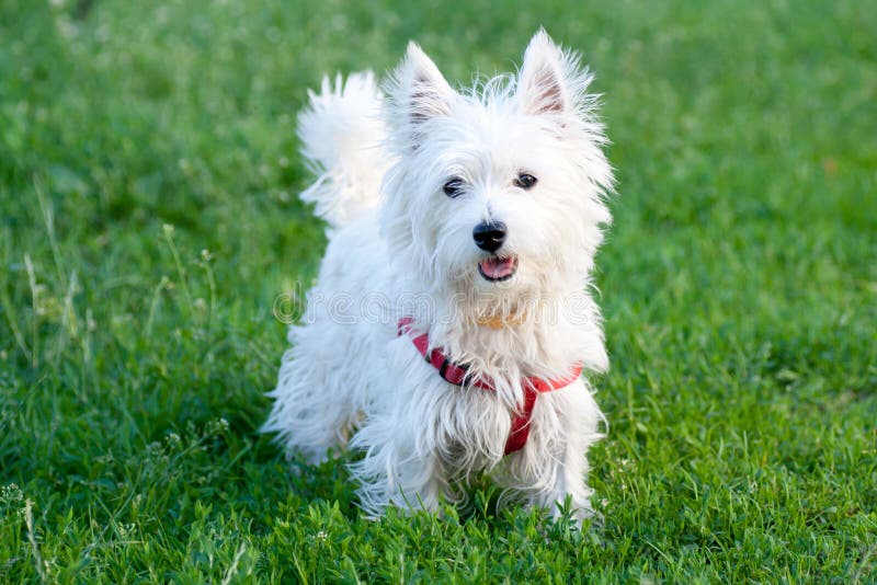 White dog on a green grass background