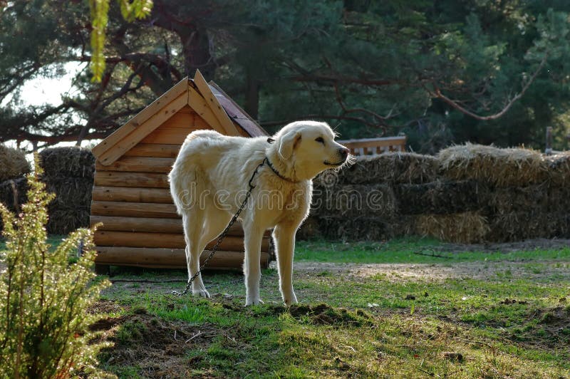 White dog. Guard dog