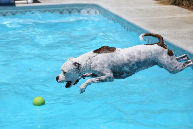 are dogs allowed in swimming pools