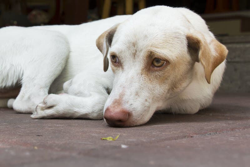 White dog laying on floor stock image. Image of still 40792453