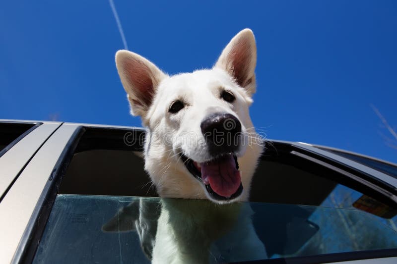 White Dog Looking Out of Car Window Stock Image - Image of canine ...