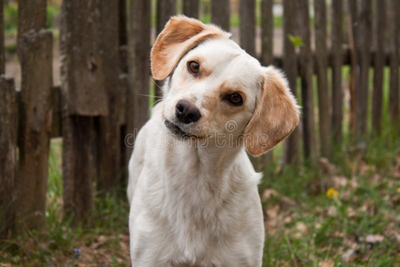 White dog at outdoor