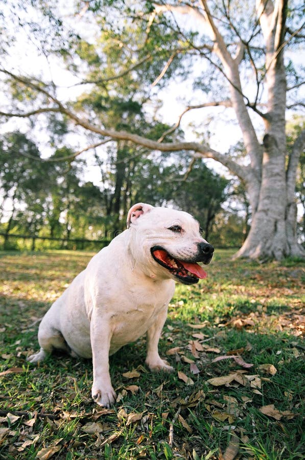 White dog in a park