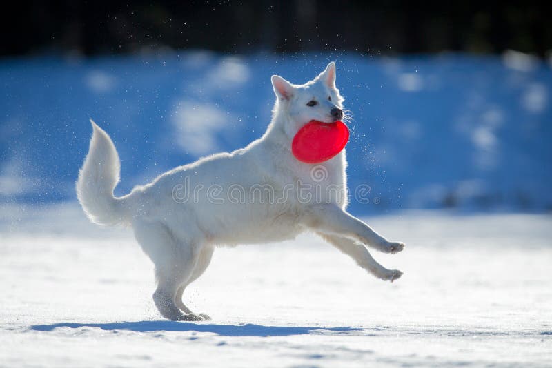 White dog playing on snow.