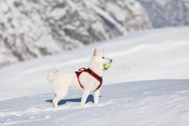 Carino il cane bianco con tenis palla in mouuth in piedi nella neve.