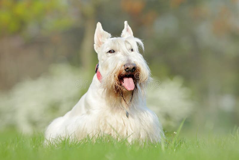 White dog, Scottish terrier on green grass lawn with white flowers in the background, Scotland, United Kingdom