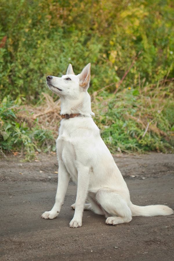 White Dog Sitting on the Ground Stock Image Image of outside, field