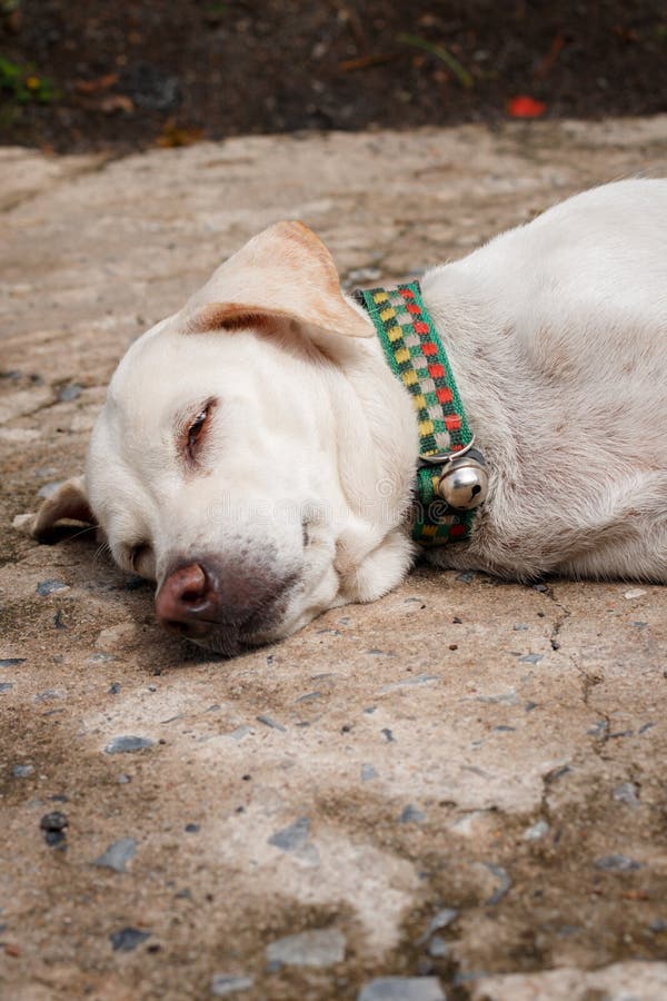 The White Dog Sleeping on the Cement Floor Stock Image Image of