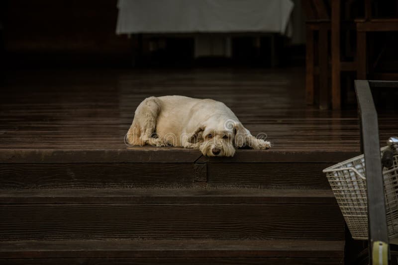 Why Does My Dog Sleep On The Stairs