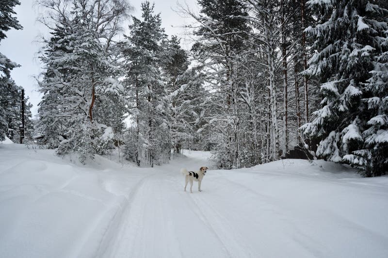 White dog on the snowy road in winter forest