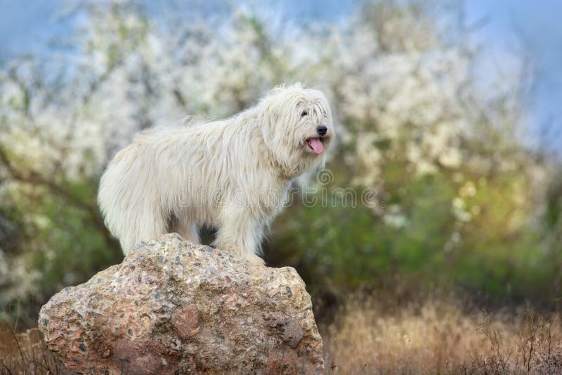 The old English Sheepdog and the South Russian shepherd dog on the lawn.  Adobe RGB Stock Photo - Alamy