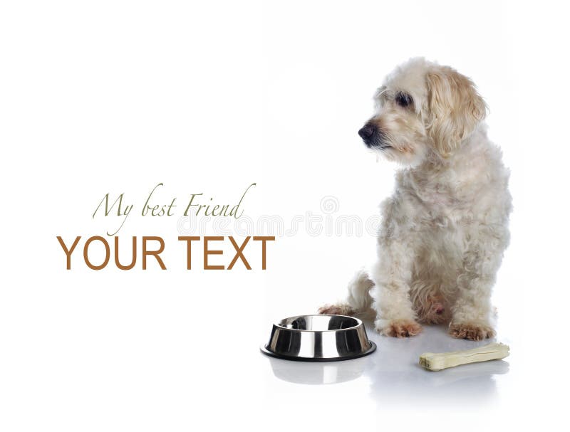 White dog waiting for food royalty free stock image White dog waiting for food royalty free stock image
