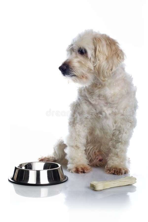 White dog waiting for food