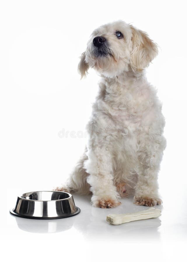 White dog waiting for food