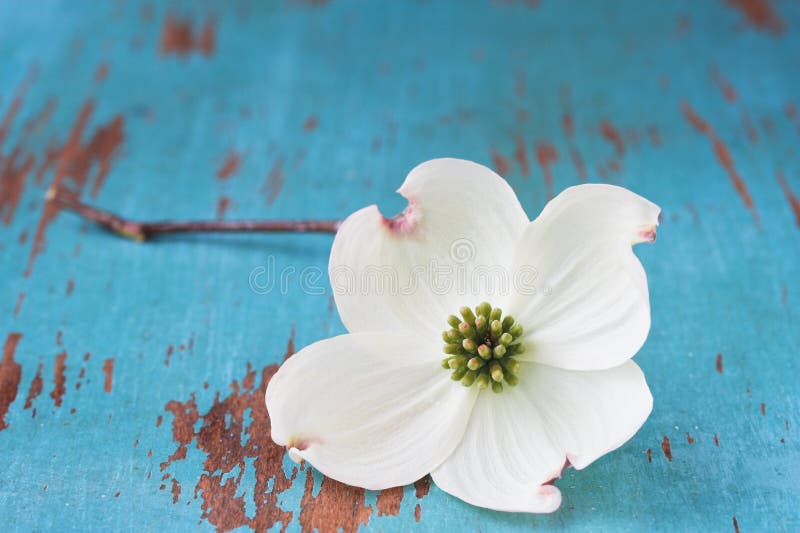 White Dogwood Flower stock photo