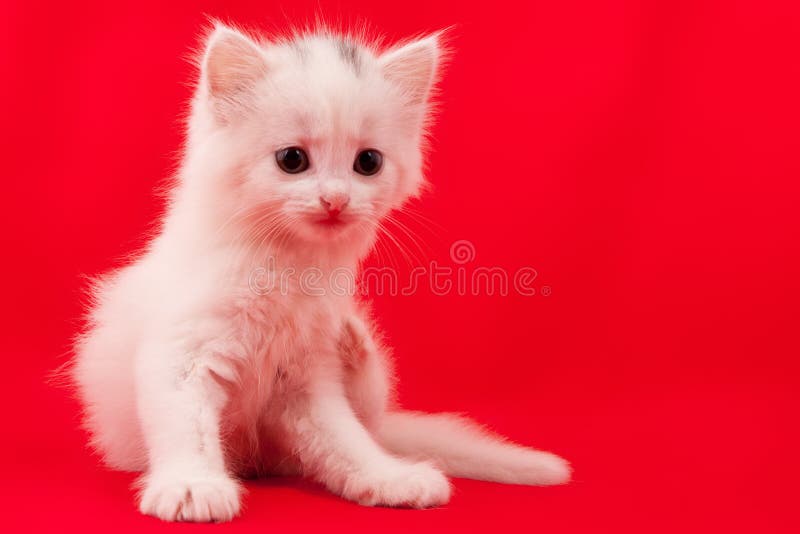 White domestic cat stock photography White domestic cat stock photography