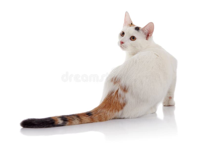 White domestic cat with a multi-colored striped tail