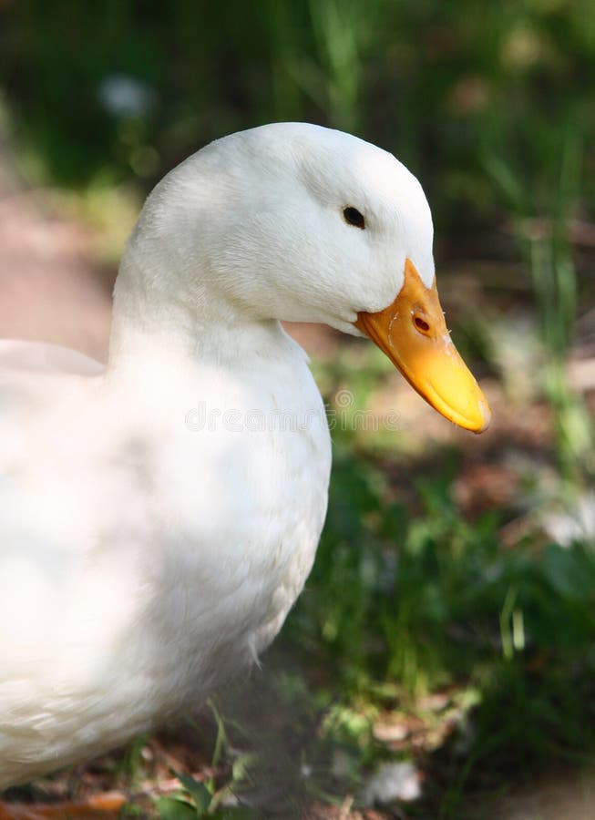 White domestic duck