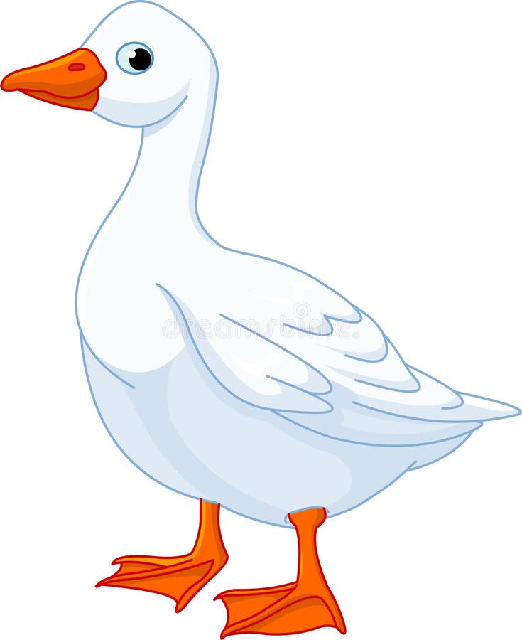 White domestic goose