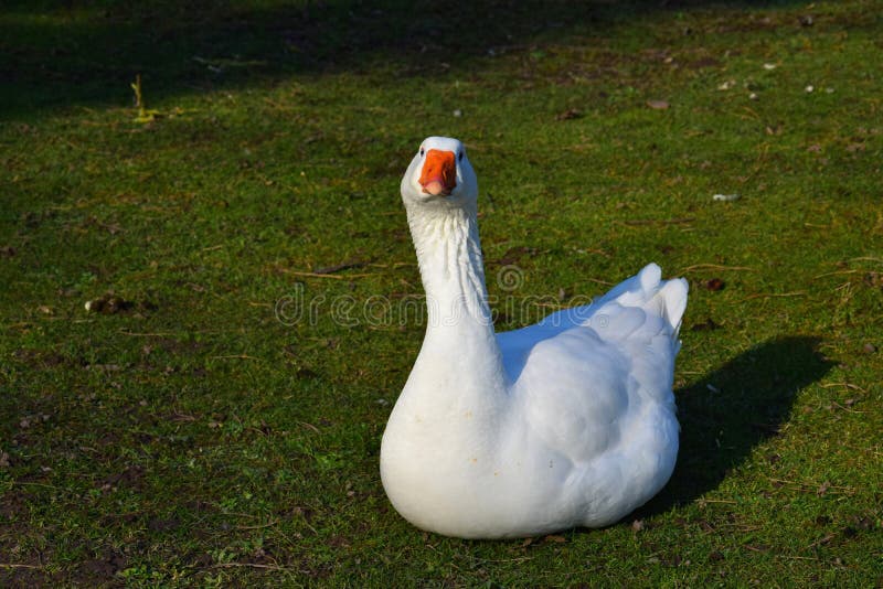 A white domestic goose sitting in the grass