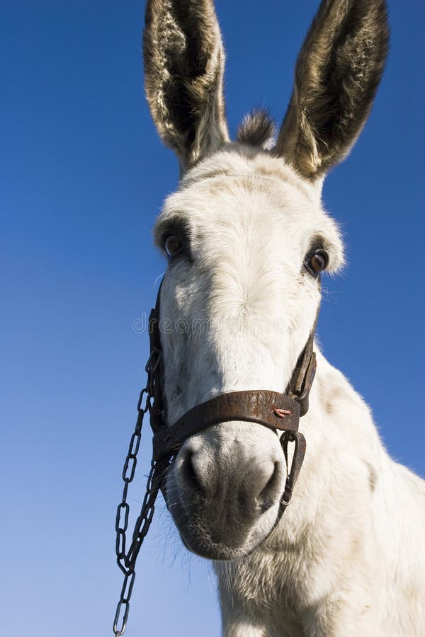 White donkey