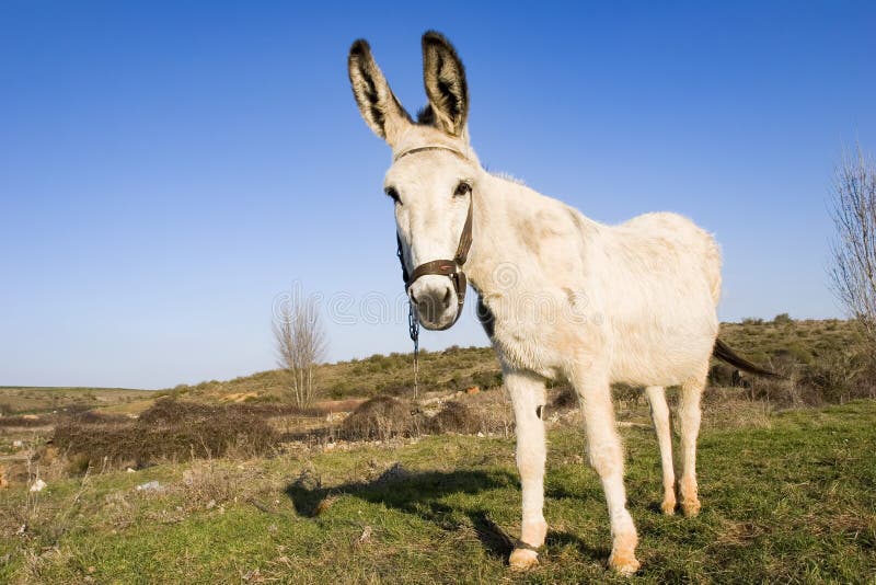 White donkey