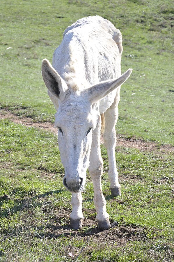 White donkey stock photo. Image of working, animal, livestock 62795130