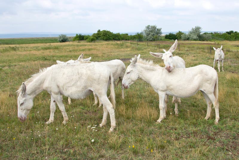 White donkey stock image. Image of animal, place, podersdorf 64208229
