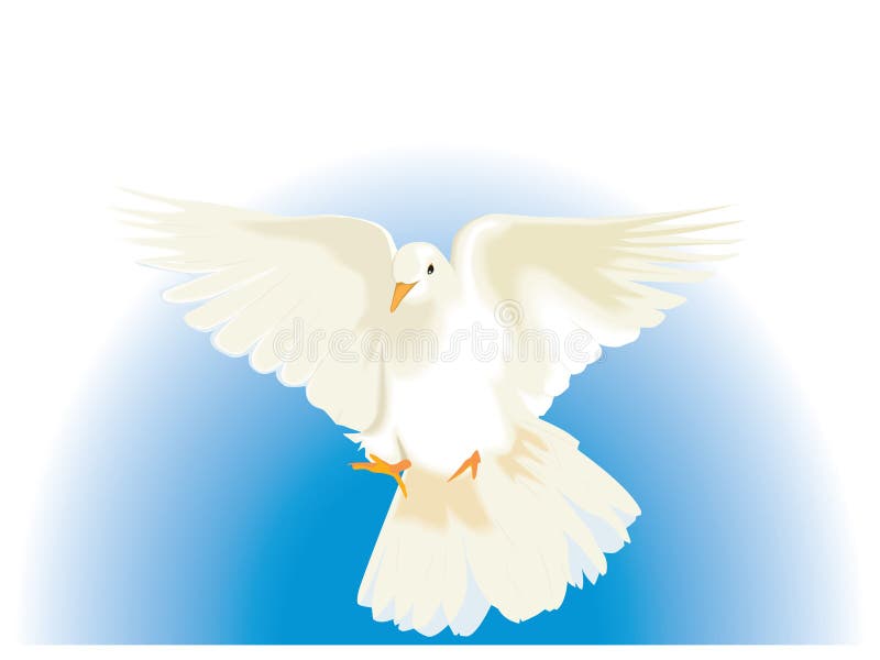 White Dove vector illustration