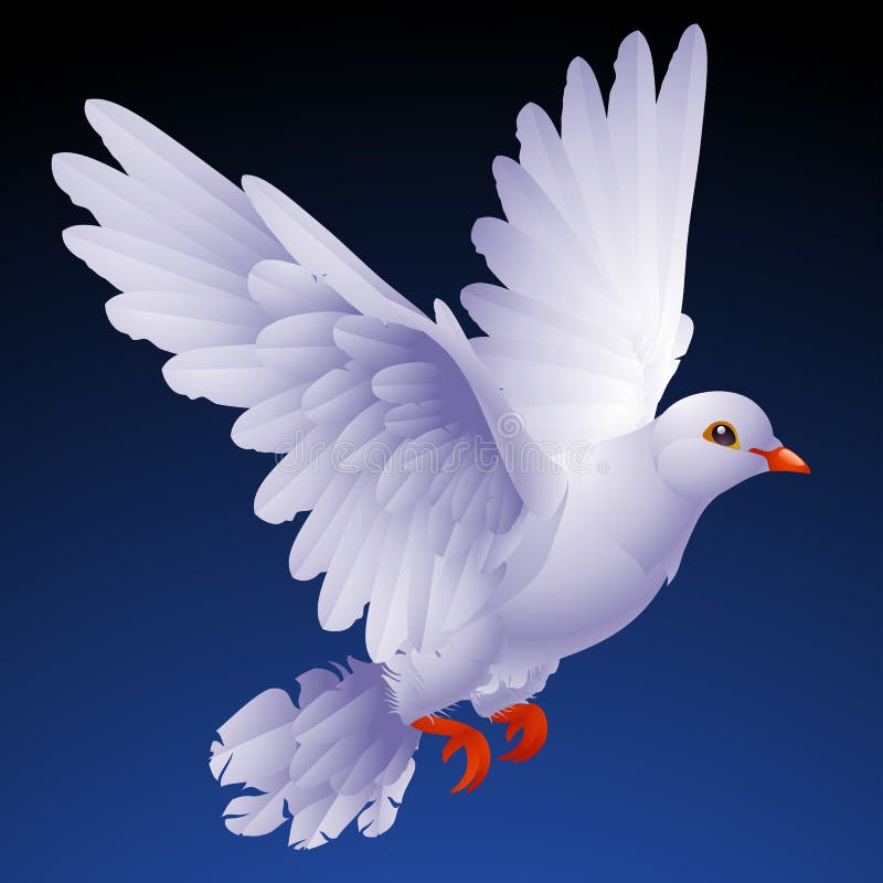 White dove vector illustration