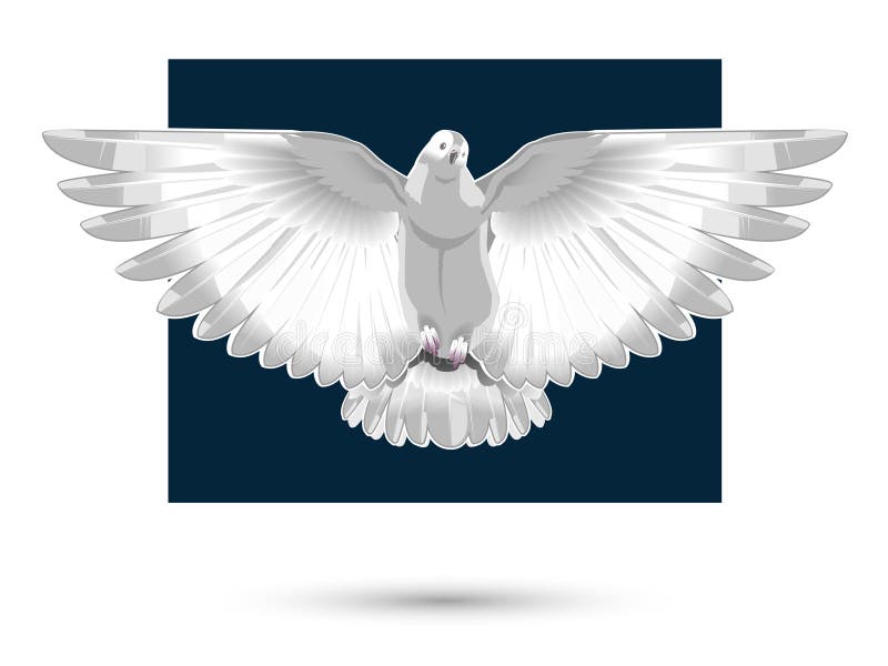 White dove stock illustration