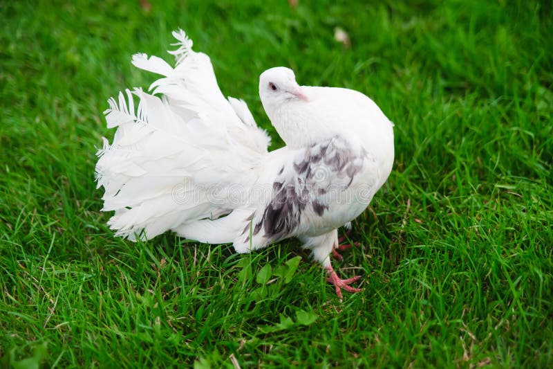 White dove royalty free stock photo