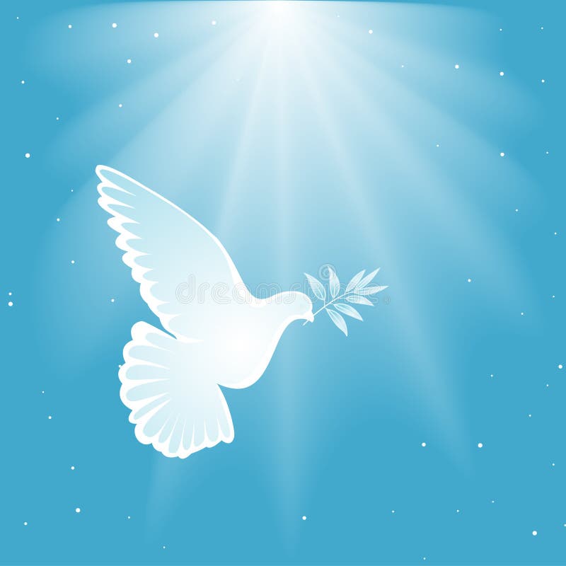 White dove vector illustration