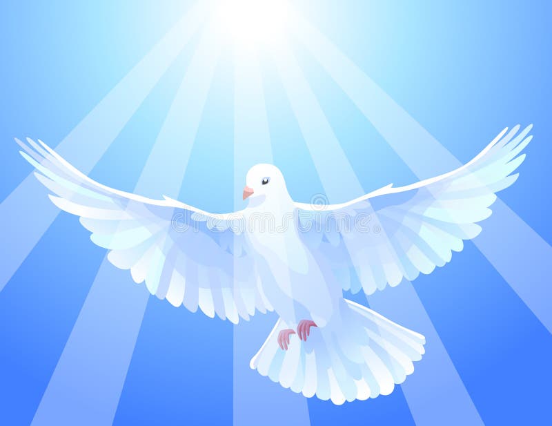 White dove stock illustration