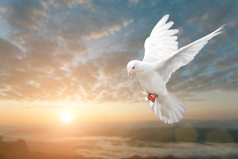 Bílý holubice na krásný západ slunce.