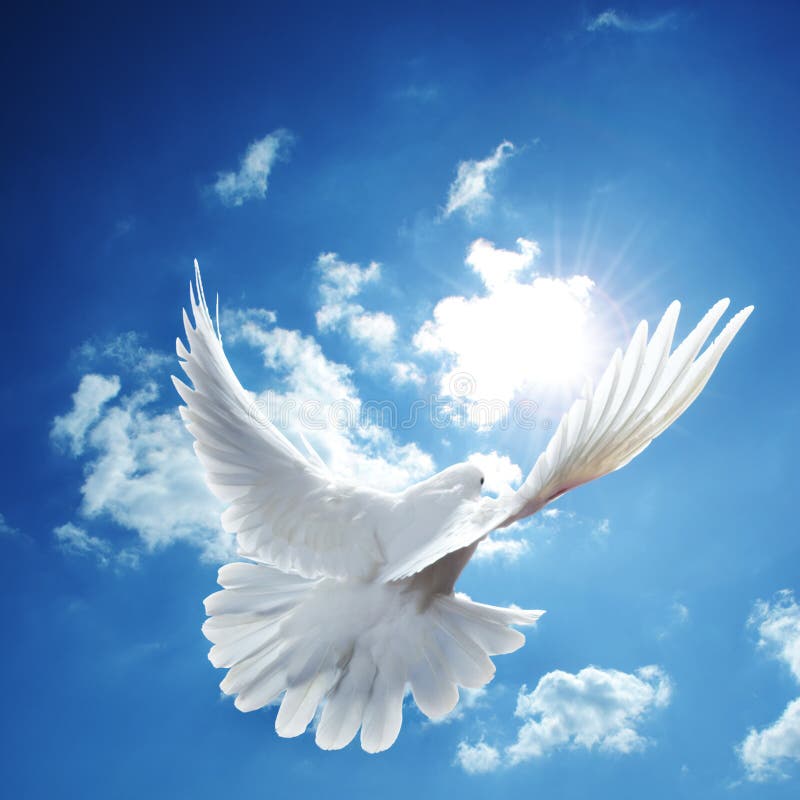 White dove blue sky