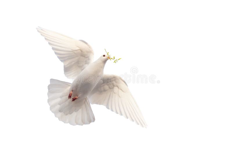 Dove Olive Branch Its Beak Stock Photos - Free & Royalty-Free Stock Photos  from Dreamstime