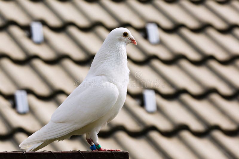 White dove on breeding cage